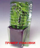 Седум Carmen (саджанці), фото 4