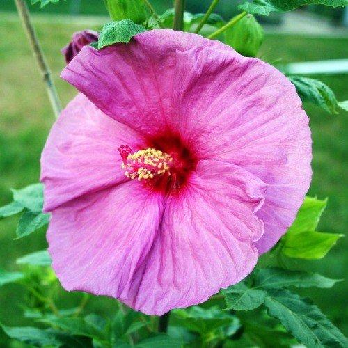 Гібіскус садовий Fantasia (саджанці), фото 1