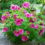 Гібіскус садовий Fantasia (саджанці), фото 2