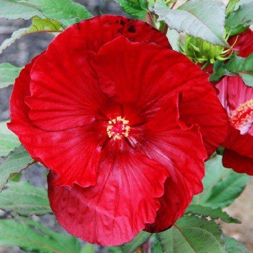 Гібіскус садовий Cranberry Crush (саджанці), фото 1