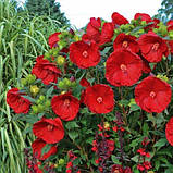 Гібіскус садовий Cranberry Crush (саджанці), фото 2