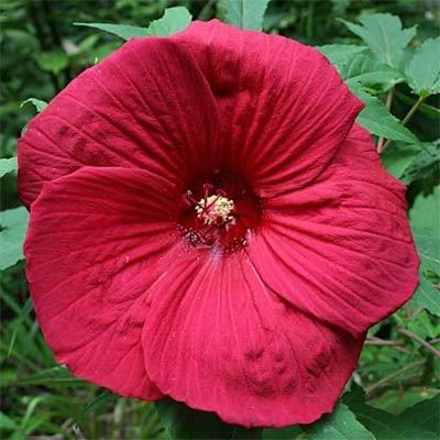 Гібіскус садовий Fireball (саджанці), фото 1