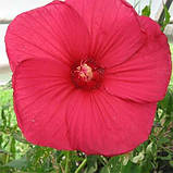 Гібіскус садовий Fireball (саджанці), фото 2