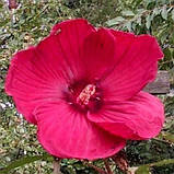 Гібіскус садовий Fireball (саджанці), фото 3