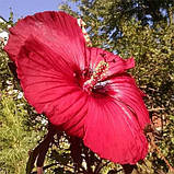 Гібіскус садовий Fireball (саджанці), фото 4