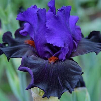 Ірис Wild Wings (кореневища), фото 1