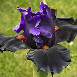 Ірис Wild Wings (кореневища), фото 2