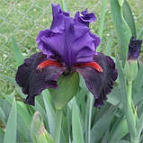 Ірис Wild Wings (кореневища), фото 3