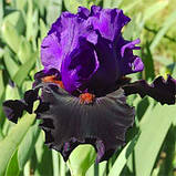 Ірис Wild Wings (кореневища), фото 4