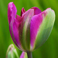 Тюльпан Violet Bird (луковиці) 3 шт.