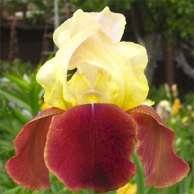 Ірис Broadway Star (кореневища), фото 1