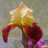 Ірис Broadway Star (кореневища), фото 2