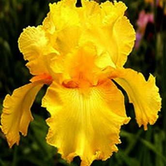 Ірис October Sun (кореневища), фото 1