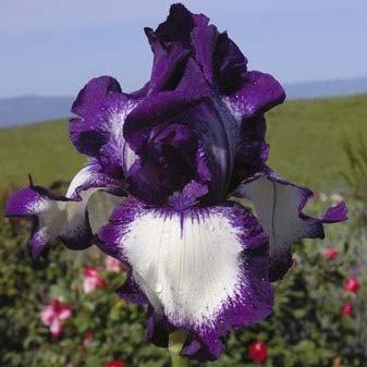 Ірис Going My Way (кореневища), фото 1