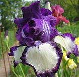 Ірис Going My Way (кореневища), фото 3