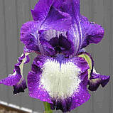 Ірис Going My Way (кореневища), фото 4