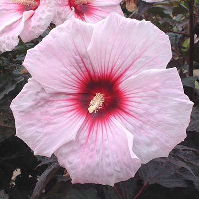 Гібіскус садовий Kopper King (саджанці), фото 1