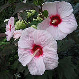 Гібіскус садовий Kopper King (саджанці), фото 2