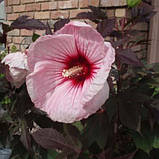 Гібіскус садовий Kopper King (саджанці), фото 3