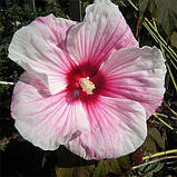 Гібіскус садовий Kopper King (саджанці), фото 4