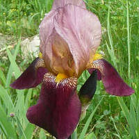 Ірис Ambassadeur (кореневища)