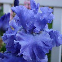 Ірис Yaquina Blue (кореневища)