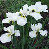 Ірис Siberica Harpswell Happiness (кореневища), фото 3