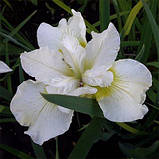 Ірис Siberica Harpswell Happiness (кореневища), фото 5