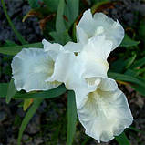 Ірис Pumila White Gem (кореневища), фото 2