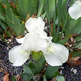 Ірис Pumila White Gem (кореневища), фото 3