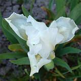 Ірис Pumila White Gem (кореневища), фото 4