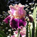 Ірис New Leaf (кореневища), фото 2