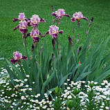 Ірис New Leaf (кореневища), фото 3