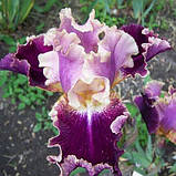 Ірис New Leaf (кореневища), фото 4