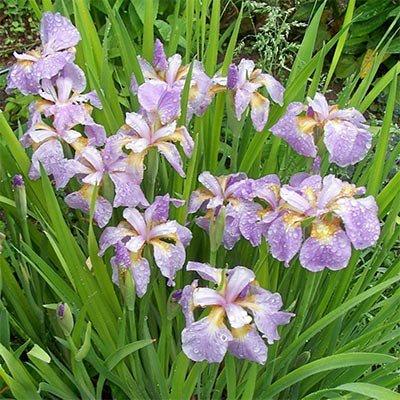 Ірис Siberica Rikugi Sakura (кореневища)