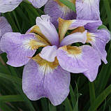 Ірис Siberica Rikugi Sakura (кореневища), фото 3