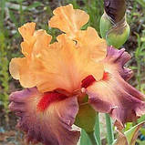 Ірис Rio (кореневища), фото 2