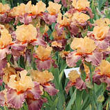 Ірис Rio (кореневища), фото 3