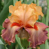 Ірис Rio (кореневища), фото 4