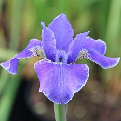 Ірис Siberica Silver Edge (кореневища), фото 1