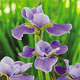 Ірис Siberica Silver Edge (кореневища), фото 2