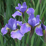 Ірис Siberica Silver Edge (кореневища), фото 3