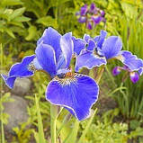 Ірис Siberica Silver Edge (кореневища), фото 4