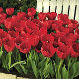 Тюльпан Red Impression (луковиці) 3 шт., фото 2