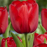 Тюльпан Red Impression (луковиці) 3 шт., фото 3