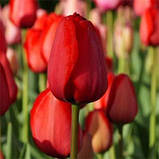 Тюльпан Red Impression (луковиці) 3 шт., фото 4