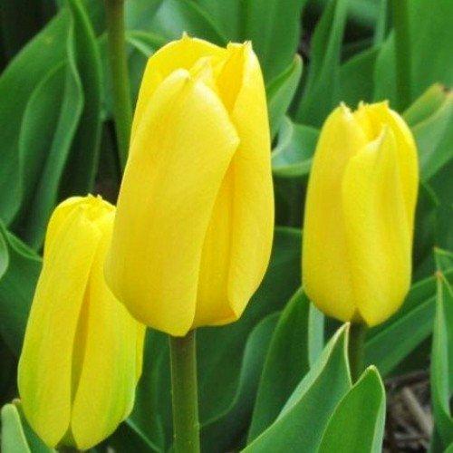 Тюльпан Сandela 3 шт., фото 1