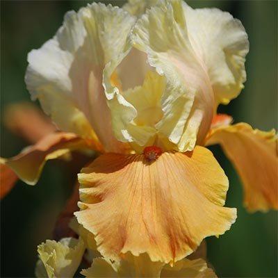 Ірис English Charm (кореневища)