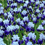 Ірис Cross Current (кореневища), фото 2