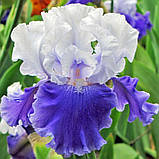 Ірис Cross Current (кореневища), фото 3